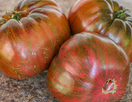 Томат Красуня коледжу (Belle du Colleg)купити