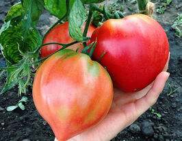 Томат Сердце Бизона (Bison Heart) купить