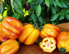 Томат Калифорнийский тюльпан (California tulip) купить