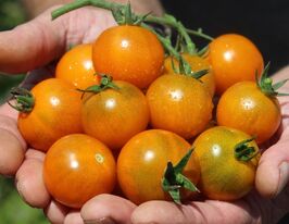 Томат Темно-оранжевый мускат (Dark Orange Muscat) купить