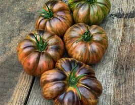 Томат Серый Металлический Пистолет (Gun Metal Grey) купить