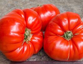 Томат Улюбленець Ліл (Lis`s Favorite)купити