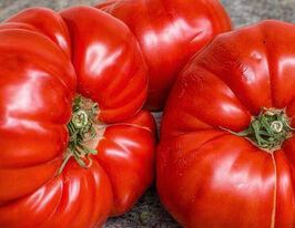 Томат Улюбленець Ліл (Lis`s Favorite)купити