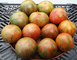 Томат к. Квіта Білокуркупити