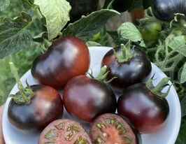 Томат к. Карлик Лава Гондвана (Dwarf Gondwana Lava)купити