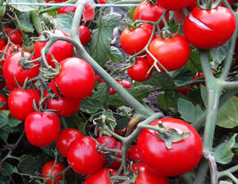 Томат к. Червона калинакупити