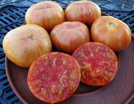 Томат к. Сонячний раноккупити