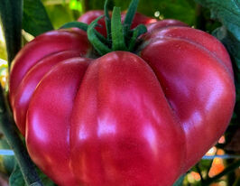 Томат к. Фамільний Теннессі (Tennessee Heirloom)купити