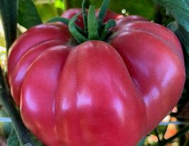 Томат к. Фамільний Теннессі (Tennessee Heirloom)купити