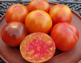 Томат к. Карпатська ватракупити