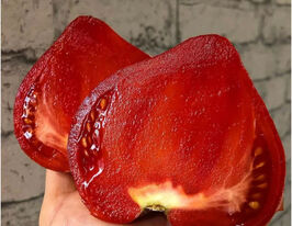 Томат к. Груди черниці (Teton de Monja)купити