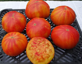 Томат к. Зорі Сумщиникупити