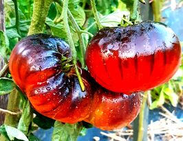 Томат Синє Полум'я (Blue Flame)купити