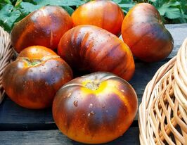 Томат Бузо (Buzau) купить