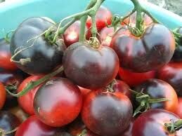 Томат Шеф Юбер (Chef Hubert)купити