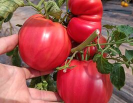 Томат Ребристий Еуганських пагорбів (Costoluto Colli Euganei)купити