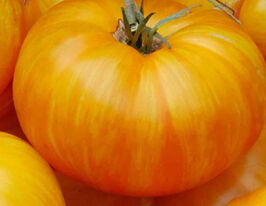 Томат Смугастий Девісе (Deweese Streaked)купити