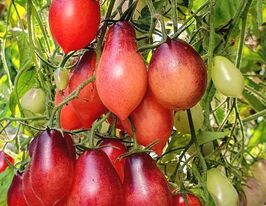 Томат Сльози Ельфа (Elf Tears)купити