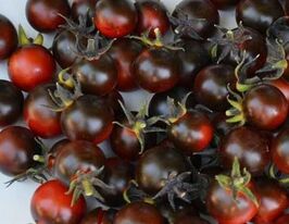 Томат Блюз Фаренгейт (Fahrenheit Blues)купити