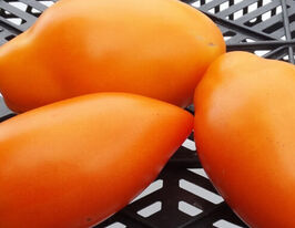 Томат Золоте ікло (Golden Tooth)купити