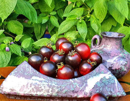 Томат Хельсінг Джанкшн Блюз (Helsing Junction Blues)купити