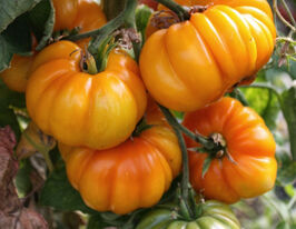 Томат Мамонт Німецький Золотий (Mammoth German Gold)купити