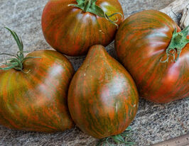 Томат Маршас старфайтер Серце (Marsha's Starfighter Heart)купити