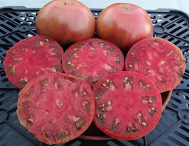 Томат к. Рубанівські вечорикупити