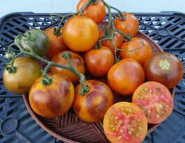 Томат к. Магія полум'якупити