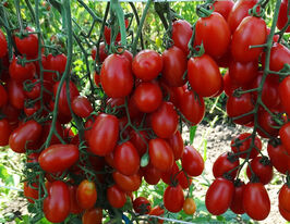 Томат к. Лукашкупити