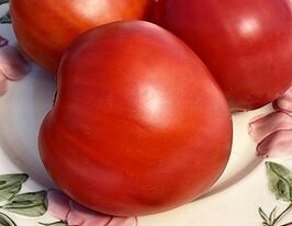 Томат к. Палаюче серце України (The Burninq heart of Ukraine)купити