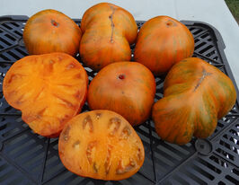 Томат к. Охровий Куликакупити