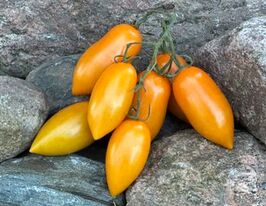 Томат к. Казкове золото (Märchengold)купити