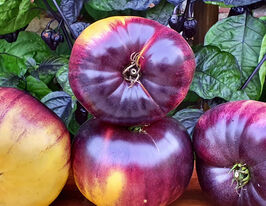 Томат Сарт Ролуаз (Sart Roloise) купить