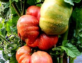 Томат к. Теннессі Відповідний (Tennessee Suited)купити