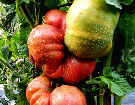 Томат к. Теннесси Соответствующий (Tennessee Suited) купить