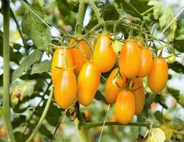 Томат к. Гілка жолудя (Acorn branch)купити