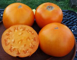 Томат к. Злато Скіфівкупити