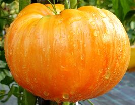 Томат Помаранчевий джаз (Orange Jazz)купити