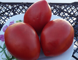 Томат Бездоганний (Pure)купити