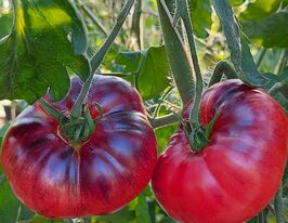 Томат Дорога Скотдейл (Scotsdale Road)купити