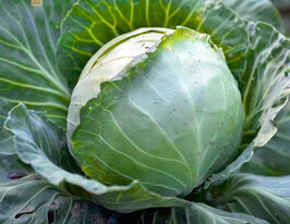 Капуста пізня Тюркіскупити