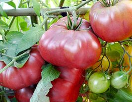 Томат Коньячний Хлопчик (Brandy Boy)купити