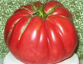 Томат Килограмм из Гарфаньяны (Chilo Della Garfagnana) купить