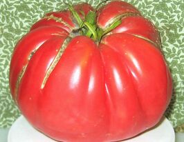 Томат Кілограм з Гарфаньяни (Chilo Della Garfagnana)купити