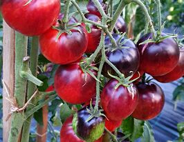 Томат Дамаська сталь (Damascus Steel)купити