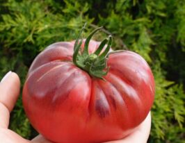 Томат Дульсінея де Фаагарас (Dulcea de Fagaras)купити