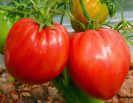 Томат Німецьке Бичаче серце Гомера (Hamer's German Oxheart)купити