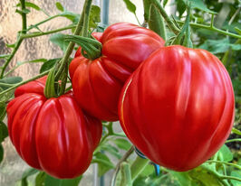 Томат Немецкое Бычье сердце Гомера (Hamer's German Oxheart) купить