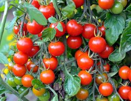 Томат Червона ягода Іви (Iva's Red Berry)купити